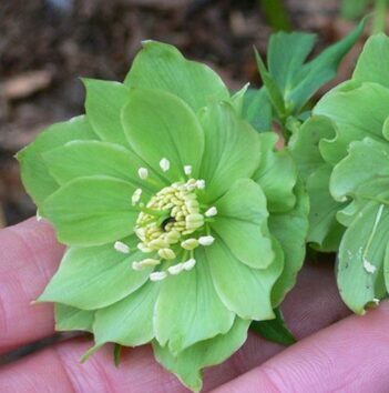 Sniega roze 'Double Ellen Green'